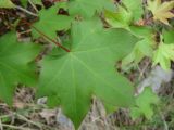 Acer turkestanicum