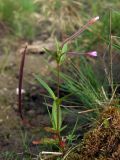 Epilobium palustre. Плодоносящее и зацветающее растение. Магаданская обл., окр. г. Магадан, ост. Аммональная, заболоченный участок около дороги. 23.08.2021.