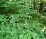 Aconitum septentrionale