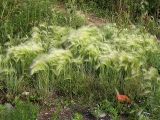 Hordeum jubatum. Группа цветущих растений у железнодорожного полотна. Приморье, Владивосток. 3 июля 2004 г.