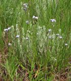 Myosotis popovii