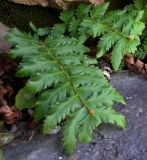 genus Polystichum