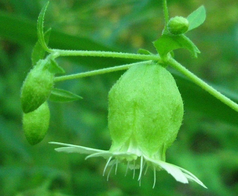 Изображение особи Cucubalus baccifer.