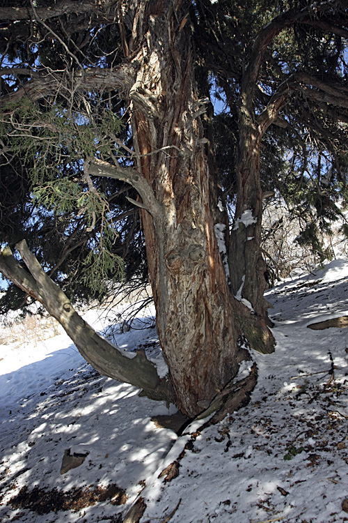 Изображение особи Juniperus seravschanica.