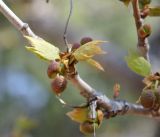 Platanus orientalis