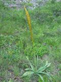 Eremurus thiodanthus