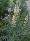 Pseudosophora alopecuroides. Цветущие растения с кормящейся пчелой Xylocopa sp. на железнодорожной насыпи. Окрестности Саратова, берег Волгоградского вдхр. 2 июня 2012 г.