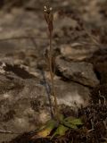 Arabidopsis thaliana