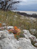 Euphorbia myrsinites. Растение на камнях. Южный берег Крыма, Ай-Петринская яйла. 10 ноября 2012 г.