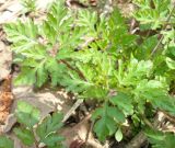 Geranium robertianum