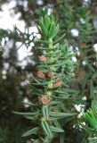 Juniperus drupacea. Веточка. Крым, Ялта, парк Министерства обороны, в культуре. 4 июля 2013 г.