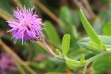 Cirsium setosum. Часть побега с соцветием. Ростовская обл., Неклиновский р-н, Троицкое с/п, дол. р. Миус. 14.09.2013.