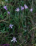 Colchicum autumnale. Куртинка цветущих растений. Украина, Ивано-Франковская обл., Косовский р-н, с. Шешоры, НПП \"Гуцульщина\", окраина сада возле лесничества. 6 сентября 2013 г.