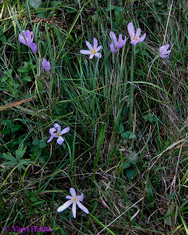 Изображение особи Colchicum autumnale.