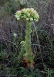 род Sempervivum. Цветущее растение. Украина, Хмельницкая обл., г. Каменец-Подольский, у обрыва каньона р. Смотрич. 22 сентября 2013 г.