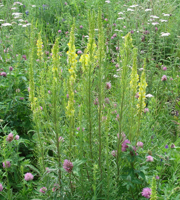 Изображение особи Linaria vulgaris.