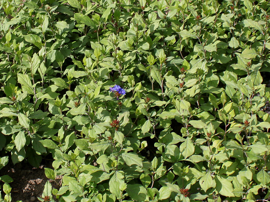 Image of Ceratostigma plumbaginoides specimen.