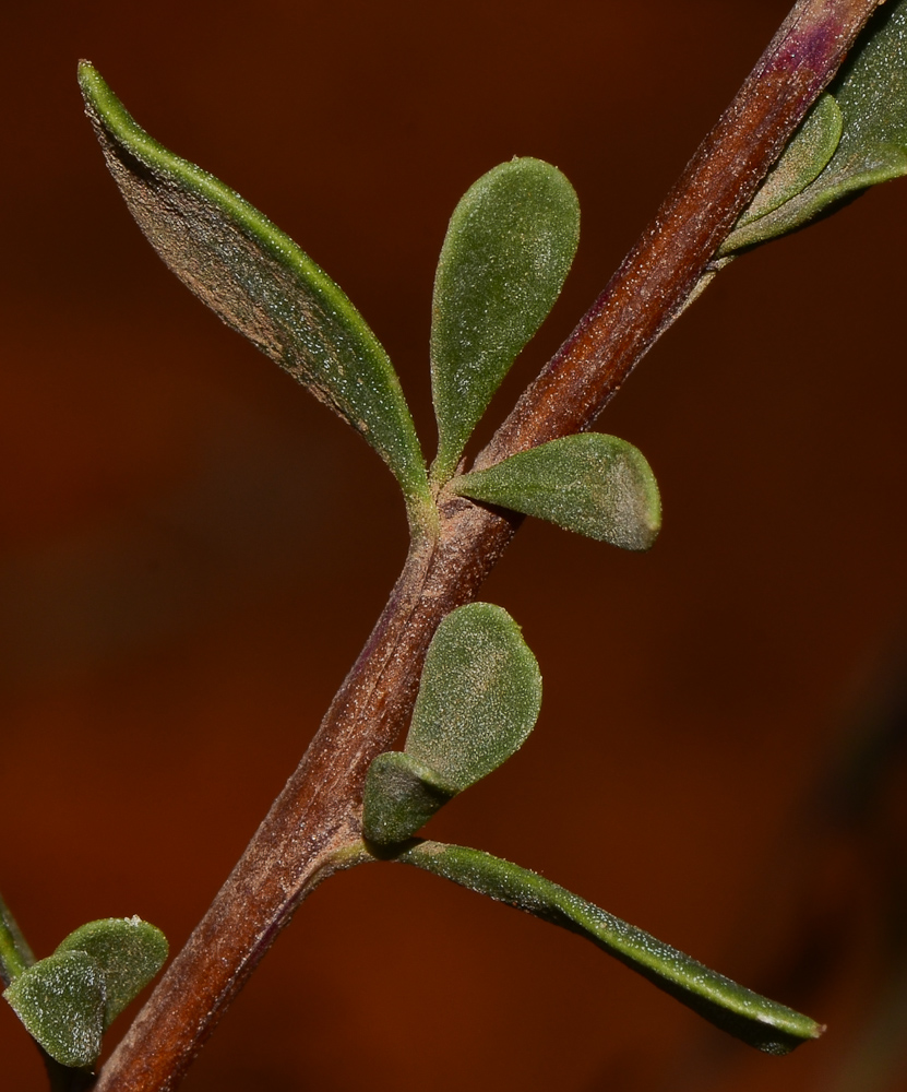 Изображение особи Globularia arabica.
