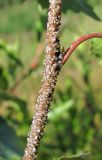 Betula pendula