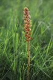 Orobanche centaurina