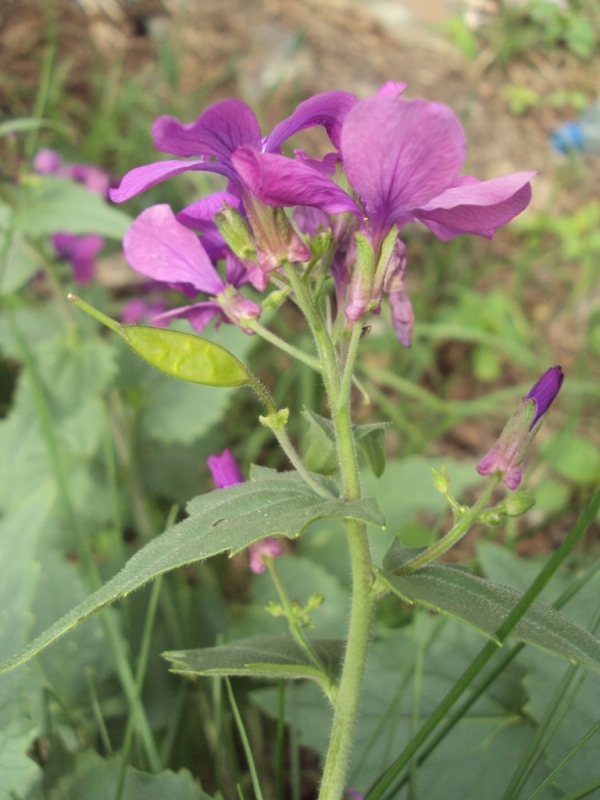 Изображение особи Lunaria annua.