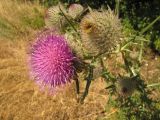 Cirsium polonicum. Верхушка цветущего растения. Тамбовская обл., Петровский р-н, с. Покровское, окраина сада. 27.07.2014.