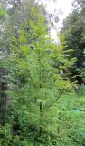 Pterocarya rhoifolia. Шестилетнее деревце. Подмосковье, в культуре. 16.08.2014.