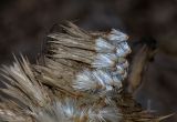 Echinops adenocaulos