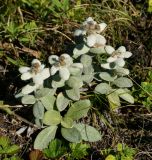 Leontopodium palibinianum. Плодоносящие растения. Приморский край, Находкинский городской округ, окр. пос. Врангель, сухая травянистая растительность на вершине мыса Лисученко. 18.09.2014.