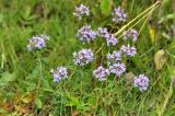 Ziziphora clinopodioides. Цветущее растение. Хакасия, окр. с. Таштып. Начало августа 2009 г.