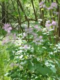 Thalictrum aquilegiifolium