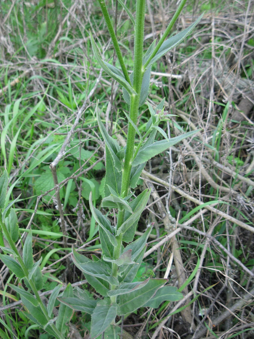 Изображение особи Hesperis pycnotricha.