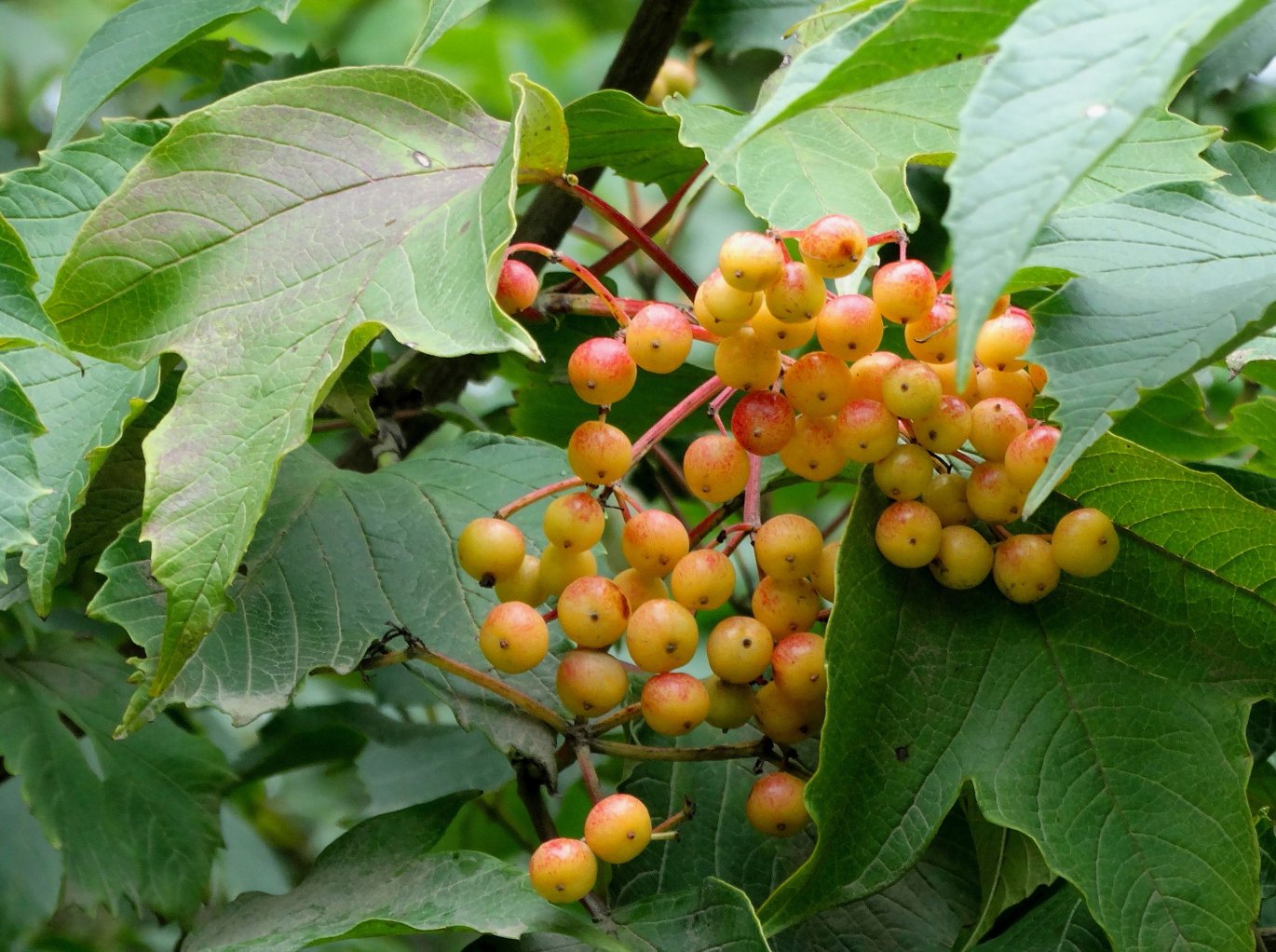 Image of Viburnum sargentii specimen.