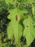 Solanum nigrum subspecies schultesii