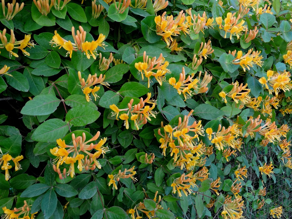 Image of Lonicera &times; tellmanniana specimen.