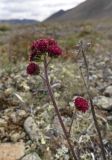 Artemisia globularia. Верхушка побега с соцветиями. Чукотка, Пегтымельский хр., долина р. Гытолькыль. 22.07.2014.