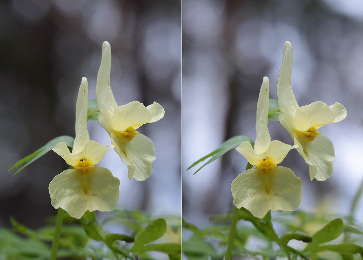 Изображение особи Corydalis bracteata.