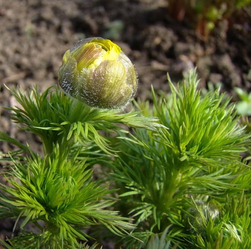 Изображение особи Adonis vernalis.