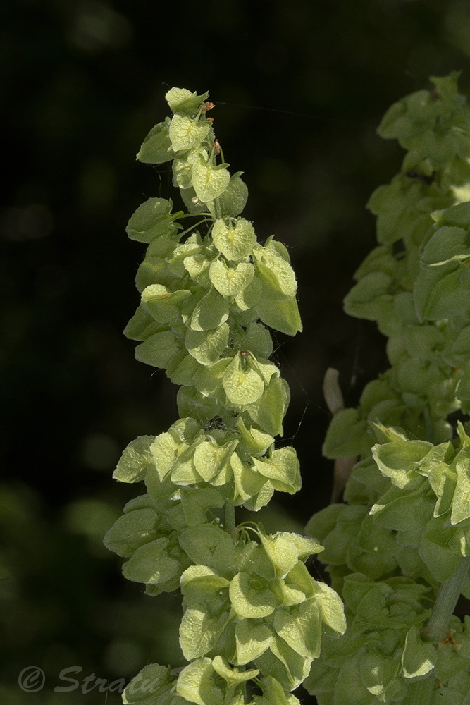 Изображение особи Rumex patientia.