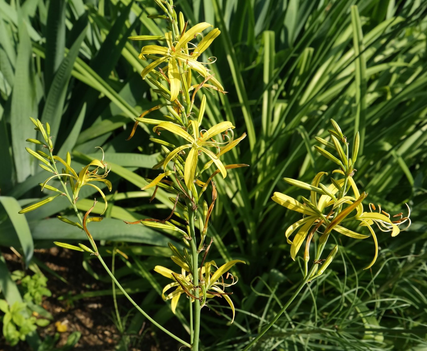 Изображение особи Asphodeline liburnica.