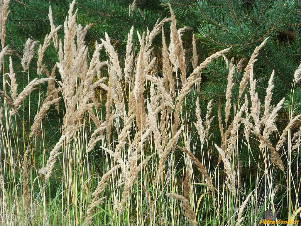 Изображение особи Calamagrostis epigeios.