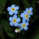 Myosotis palustris