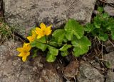 Caltha polypetala