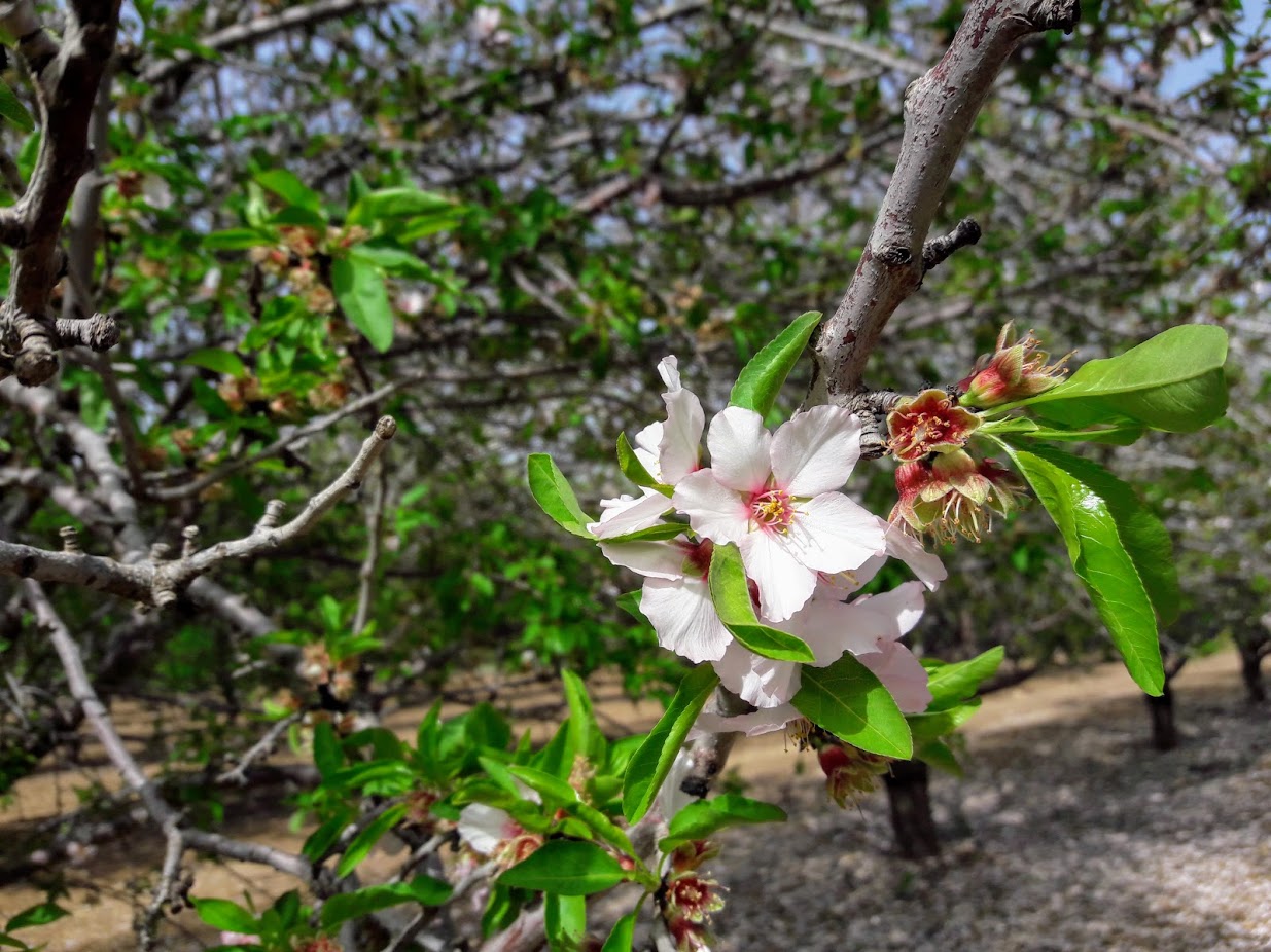 Изображение особи Amygdalus communis.