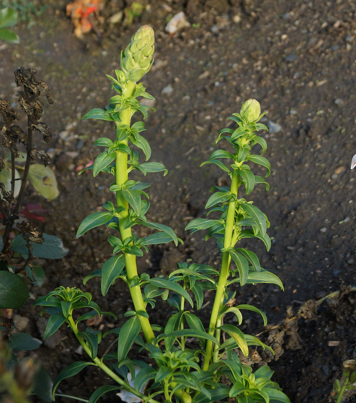 Изображение особи Antirrhinum majus.