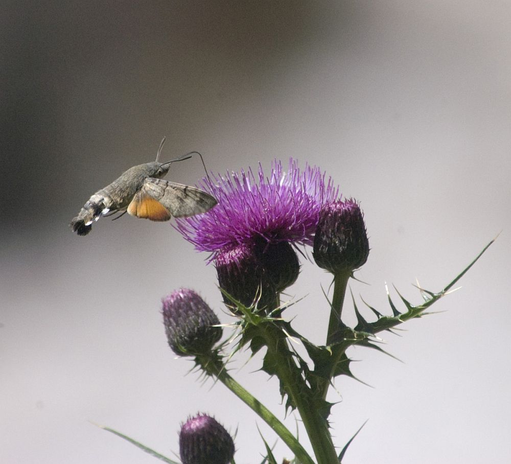 Изображение особи Cirsium uliginosum.