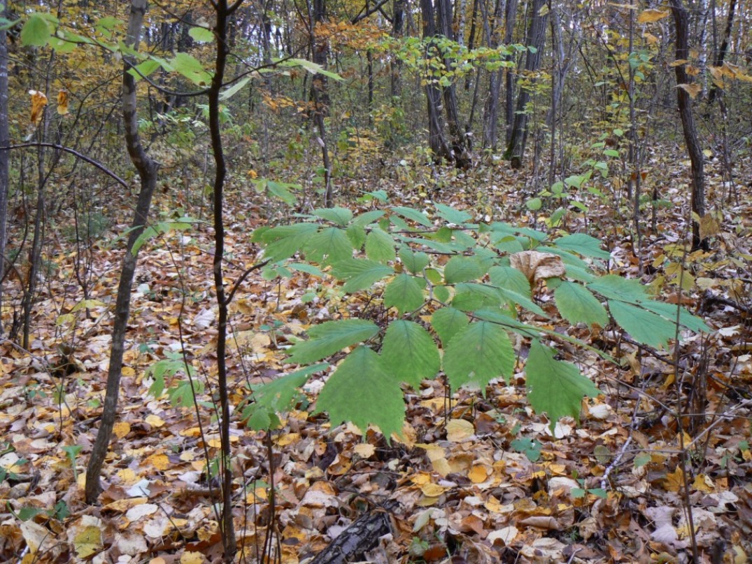 Изображение особи Ulmus laciniata.