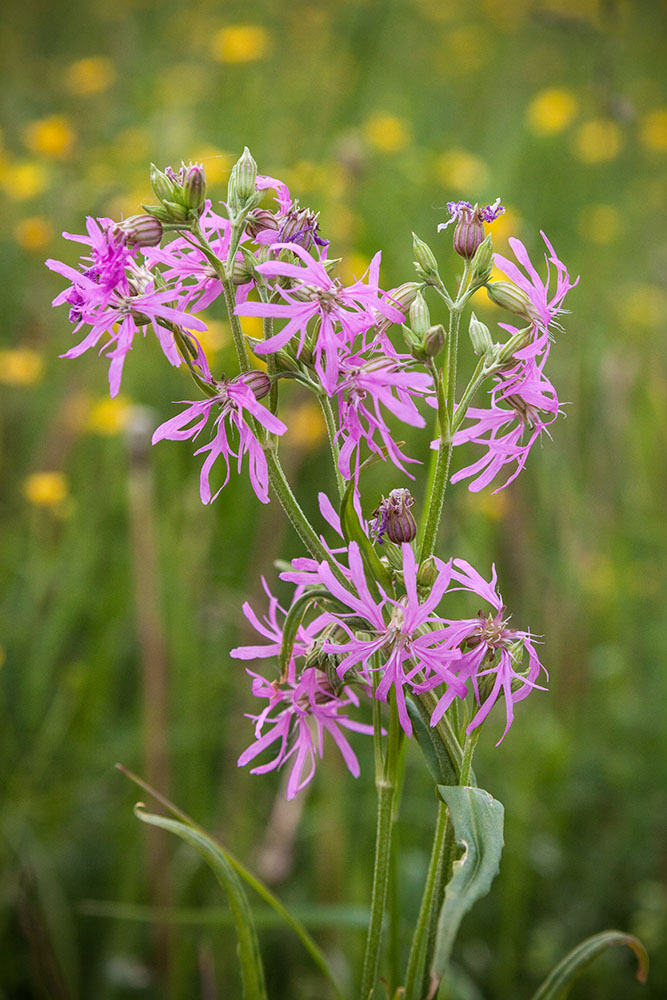 Изображение особи Coccyganthe flos-cuculi.