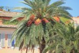 Phoenix canariensis