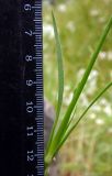 Dianthus armeria